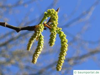 Balsam-Pappel (Populus balsamifera) Blüte