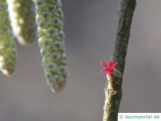 Baumhasel (Corylus colurna) die weibliche Blüte ist klein und rot
