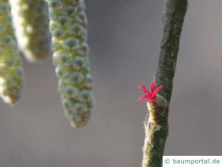 Baumhasel (Corylus colurna) die weibliche Blüte ist klein und rot