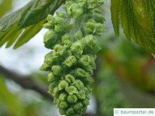 Berg-Ahorn (Acer pseudoplatanus) Nahaufnahme Blüte