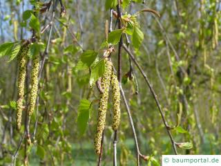 Birke (Betula pendula) Blüte Kätzchen