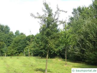 Birne (Pyrus communis) Birnenbaum im Sommer