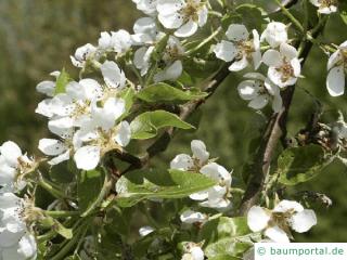 Birne (Pyrus communis) Blüte der Birne