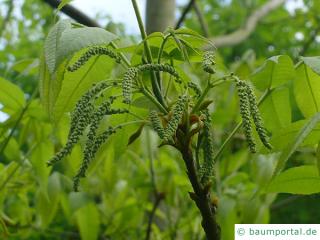 Bitternuss (Carya cordiformis) Blüte