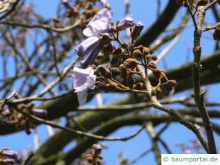 Blauglockenbaum (Paulownia tomentosa) Blüte