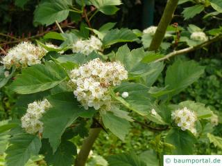 Blut-Weißdorn (Crataegus sanguinea) Blüten