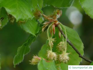 Buche (Fagus sylvatica) männliche und weibliche Blüten