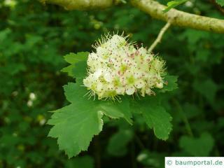 Crataegus maximowiczii Blüte
