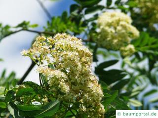 Vogelbeere (Sorbus aucuparia) Blüte