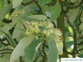 echte Mehlbeere (Sorbus aria) Blüte