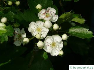 eingriffliger Weißdorn (Crataegus monogyna) Blüte