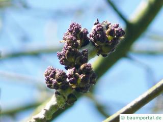 Esche (Fraxinus excelsior) Blütenknospe