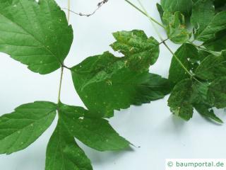 Eschen-Ahorn (Acer negundo) Blätter