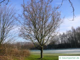 Feld-Ahorn (Acer campestre) Baum im Winter