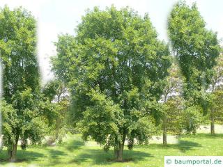 Felsen-Ahorn (Acer monspessulanum) Baum im Sommer