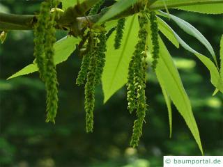 Ferkelnuss (Carya glabra) Blüte