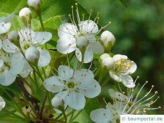 Feuer-Kirsche (Prunus pensylvanica) Blüte