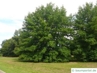 Flügelnuss (Pterocarya fraxinifolia) Baum