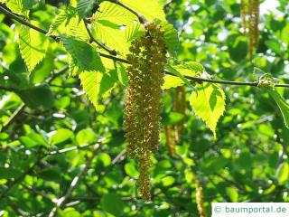 Gelb-Birke (Betula alleghaniensis) Blüte Kätzchen