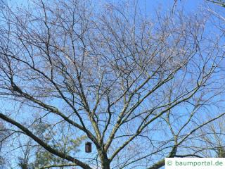 Gelb-Birke (Betula alleghaniensis) Baumkrone im Winter