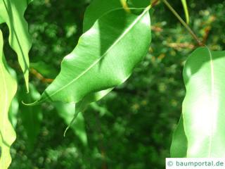 gesprenkelter Eukalyptus (Corymbia maculata) Blatt