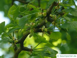 Ginkgo (Ginkgo biloba) Blüte