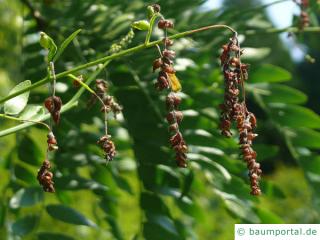 Gleditschie (Gleditsia triacanthos) Blüte