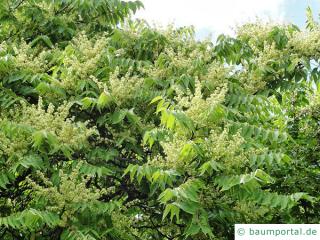 Götterbaum (Ailanthus altissima) Blüten