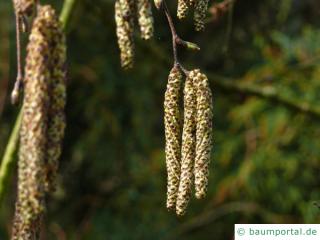 Gold-Birke (Betula ermanii) Blüte im Frühjahr