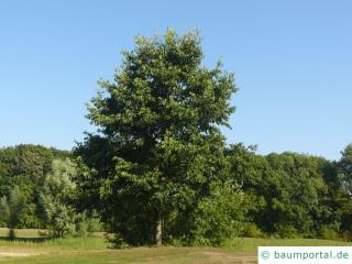 großblättrige Erle (Alnus spaethii) Baum