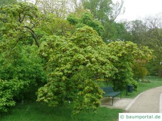 grüner Fächer-Ahorn (Acer palmatum 'Ozakazuki') Baum
