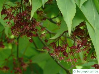 grüner Fächer-Ahorn (Acer palmatum 'Ozakazuki') Blüte