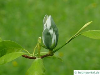 Gurken-Magnolie (Magnolia acuminata) Blüte