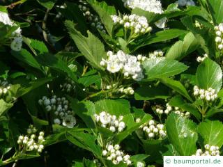 Hahnendorn (Crataegus crus-galli) Blütenknospen