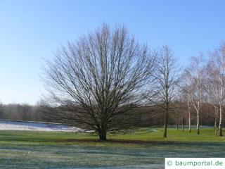 Hainbuche (Carpinus betulus) Baum im Winter