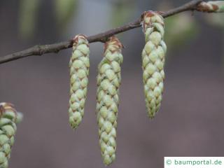 Hainbuche (Carpinus betulus) Blüte