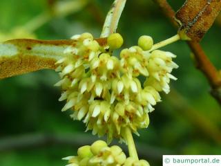 Henrys Linde (Tilia henryana) Blüte oberhalb der Blüte sind schon zwei Früchte (Nüsse) zu sehen