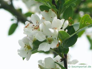 Holz-Apfel (Malus sylvestris) Blüte