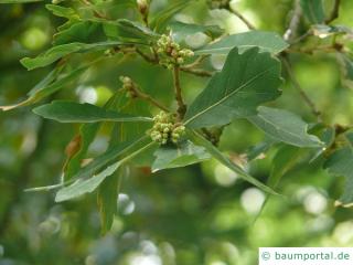 Immergrüne Eiche (Quercus turneri 'Pseudoturneri') Blattstellung