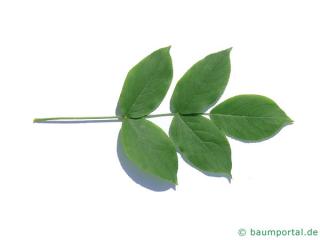 japanische Pimpernuss (Staphylea bumalda) Blatt
