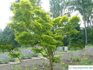 japanischer Ahorn (Acer japonicum) Baum im Sommer