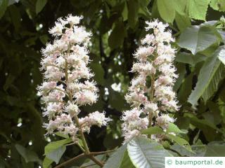 Kastanie (Aesculus hippocastanum) Blüte-2