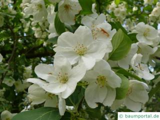 Kirsch-Apfel (Malus baccata) Blüte