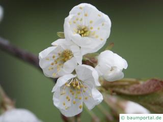 Kirsche (Prunus avium) Blüte