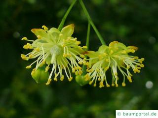 Krim-Linde (Tilia x euchlora) Bluete