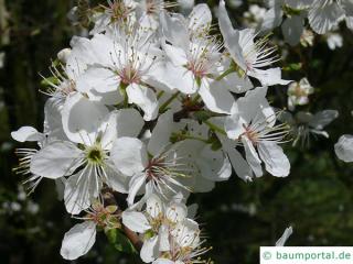 Mirabelle (Prunus domestica subsp. syriaca) Blüte