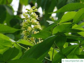 Ohio Kastanie (Aesculus glabra) Blüte-2