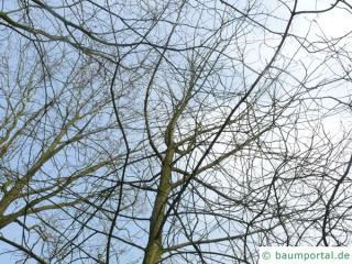 Ohio Kastanie (Aesculus glabra) Krone im Winter
