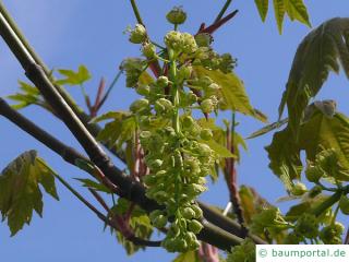 Oregon-Ahorn (Acer macrophyllum) Blüte