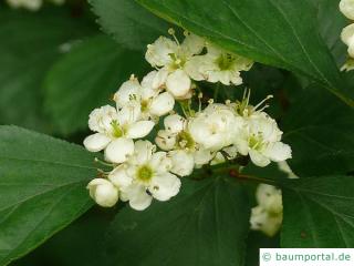 Oregon Weißdorn (Crataegus douglasii) Blüten
